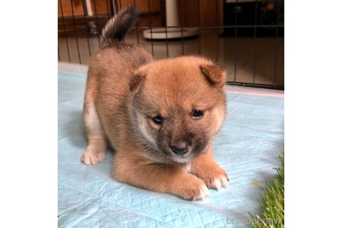 成約済の大分県の豆柴-244173の20枚目