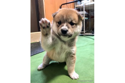 成約済の大分県の豆柴-244174の14枚目