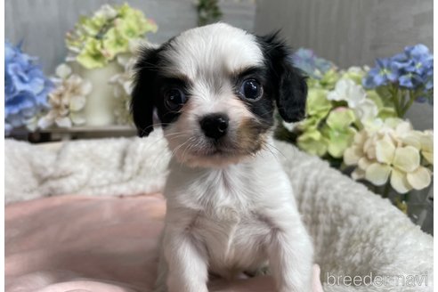 成約済の京都府のミックス犬-245366の5枚目