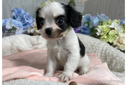 成約済の京都府のミックス犬-245366の6枚目