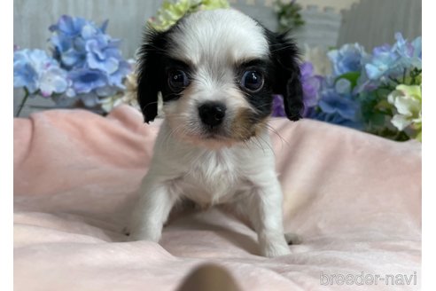 成約済の京都府のミックス犬-245366