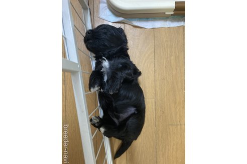 成約済の東京都のハバニーズ-243494の11枚目