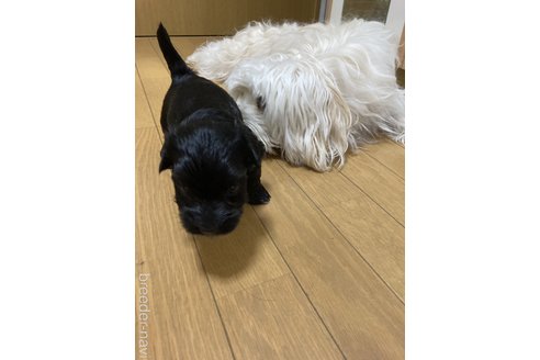 成約済の東京都のハバニーズ-243494の10枚目