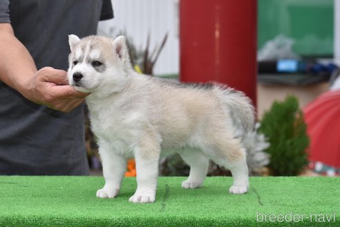 成約済の三重県のシベリアンハスキー-243295の4枚目