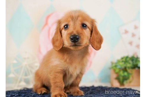 成約済の千葉県のカニンヘンダックスフンド(ロングヘアード)-245467