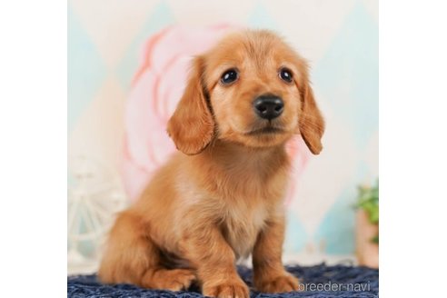 成約済の千葉県のカニンヘンダックスフンド(ロングヘアード)-245467の2枚目