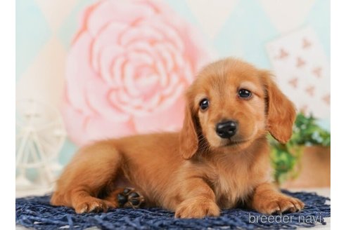 成約済の千葉県のカニンヘンダックスフンド(ロングヘアード)-245467の3枚目