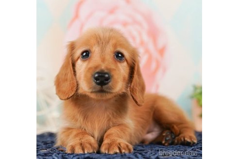 成約済の千葉県のカニンヘンダックスフンド(ロングヘアード)-245467の4枚目