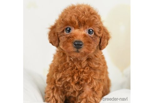 成約済の千葉県のトイプードル-245471の5枚目