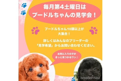 成約済の千葉県のトイプードル-245471の3枚目