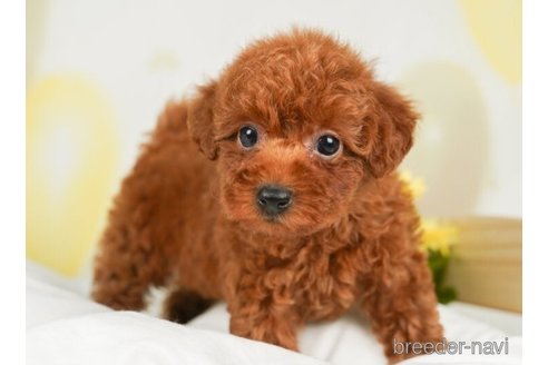 成約済の千葉県のトイプードル-245471の2枚目