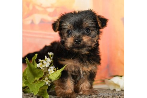 成約済の千葉県のヨークシャーテリア-245475の2枚目