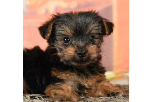 成約済の千葉県のヨークシャーテリア-245475の3枚目