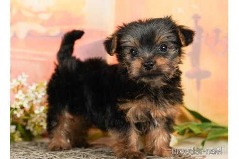 成約済の千葉県のヨークシャーテリア-245475の4枚目