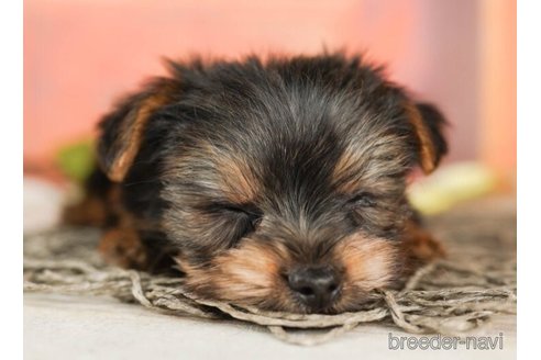 成約済の千葉県のヨークシャーテリア-245475