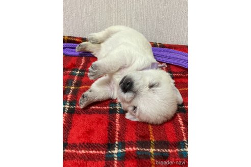 成約済の東京都のウエストハイランドホワイトテリア(ウエスティ)-245484の6枚目
