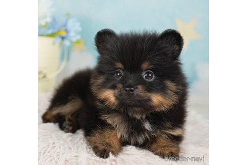 成約済の千葉県のポメラニアン-245481の3枚目