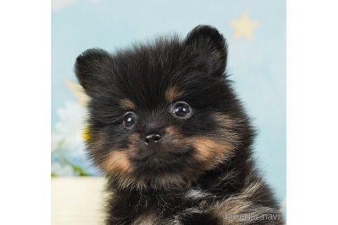 成約済の千葉県のポメラニアン-245481の1枚目