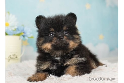 成約済の千葉県のポメラニアン-245481の4枚目