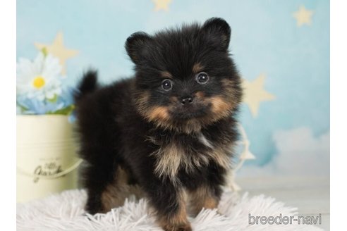 成約済の千葉県のポメラニアン-245481の5枚目