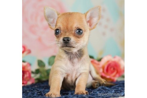 成約済の千葉県のチワワ(スムースコート)-245486の3枚目