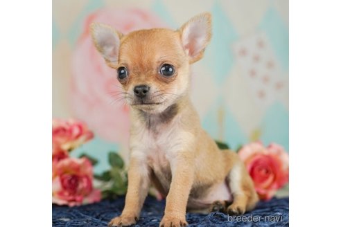 成約済の千葉県のチワワ(スムースコート)-245486の1枚目