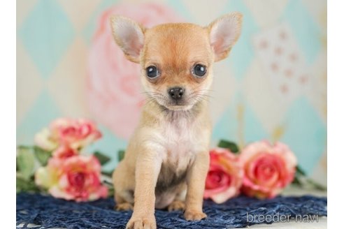 成約済の千葉県のチワワ(スムースコート)-245486の4枚目