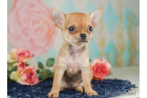 成約済の千葉県のチワワ(スムースコート)-245486の5枚目