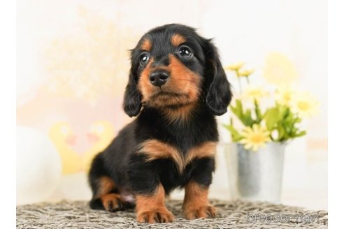 成約済の千葉県のカニンヘンダックスフンド(ロングヘアード)-245489の5枚目