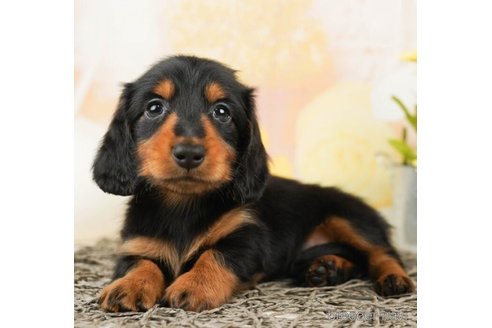 成約済の千葉県のカニンヘンダックスフンド(ロングヘアード)-245489の3枚目