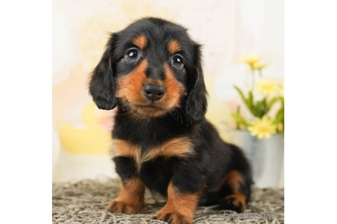 成約済の千葉県のカニンヘンダックスフンド(ロングヘアード)-245489の1枚目