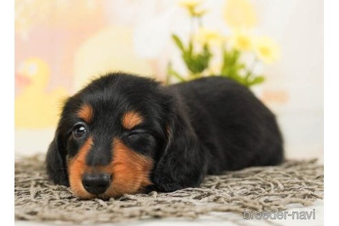 成約済の千葉県のカニンヘンダックスフンド(ロングヘアード)-245489の4枚目