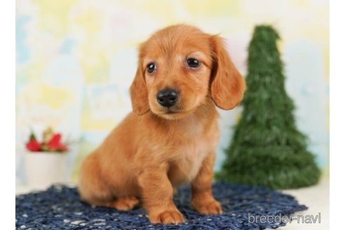 成約済の千葉県のカニンヘンダックスフンド(ロングヘアード)-245493の2枚目