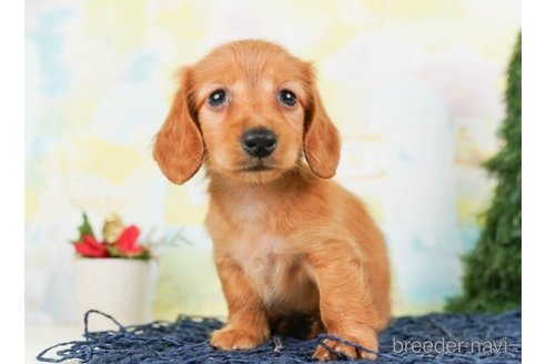 成約済の千葉県のカニンヘンダックスフンド(ロングヘアード)-245493の1枚目
