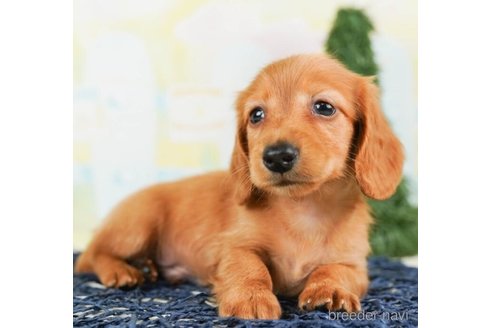 成約済の千葉県のカニンヘンダックスフンド(ロングヘアード)-245493の3枚目