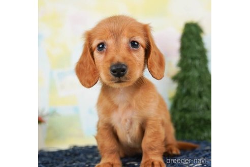 成約済の千葉県のカニンヘンダックスフンド(ロングヘアード)-245493の4枚目