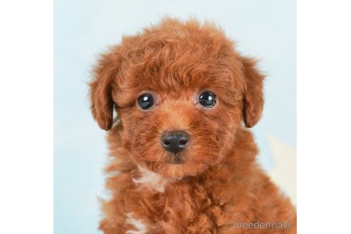 成約済の千葉県のトイプードル-245495の1枚目