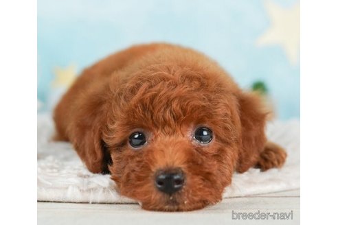 成約済の千葉県のトイプードル-245495の4枚目