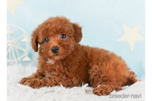 成約済の千葉県のトイプードル-245495の5枚目