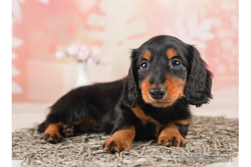 成約済の千葉県のカニンヘンダックスフンド(ロングヘアード)-245496の1枚目
