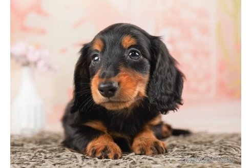 成約済の千葉県のカニンヘンダックスフンド(ロングヘアード)-245496の5枚目