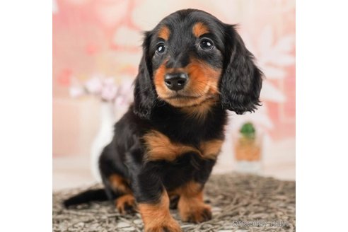 成約済の千葉県のカニンヘンダックスフンド(ロングヘアード)-245496の3枚目