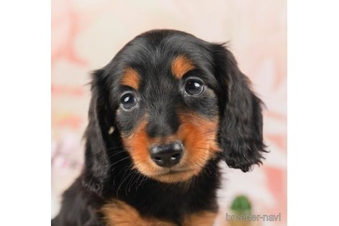 成約済の千葉県のカニンヘンダックスフンド(ロングヘアード)-245496の4枚目