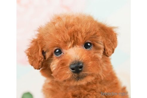 成約済の千葉県のトイプードル-245499