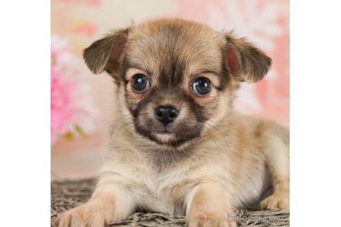 成約済の千葉県のチワワ(ロングコート)-245503