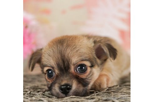 成約済の千葉県のチワワ(ロングコート)-245503の3枚目