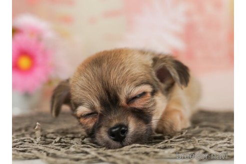 成約済の千葉県のチワワ(ロングコート)-245503の4枚目