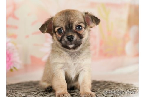 成約済の千葉県のチワワ(ロングコート)-245503の5枚目