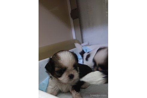 成約済の愛知県のシーズー-243716の22枚目