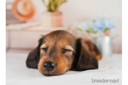 成約済の神奈川県のミニチュアダックスフンド(ロングヘアード)-245531の2枚目